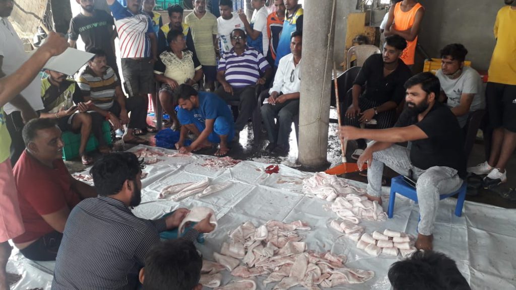 Palghar fisherman sells 157 Ghol fish for whopping Rs 1.33 crore